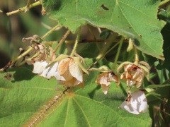 Dombeya burgessiae