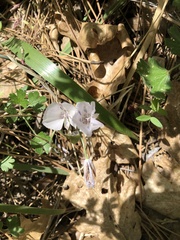 Calochortus minimus