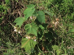 Dombeya burgessiae