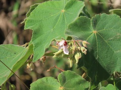 Dombeya burgessiae