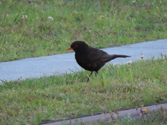 Turdus merula