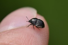 Corimelaena lateralis