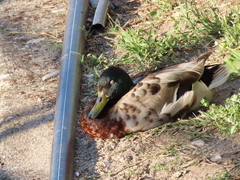 Anas platyrhynchos