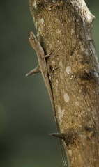 Anolis wellbornae