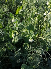 Pisum sativum sativum
