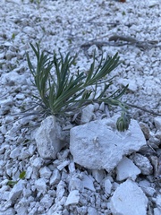 Onosma tanaitica