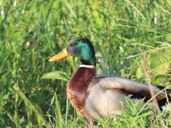 Anas platyrhynchos