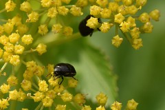 Corimelaena lateralis