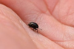 Corimelaena lateralis