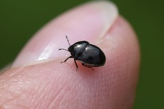 Corimelaena lateralis