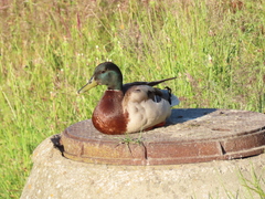 Anas platyrhynchos