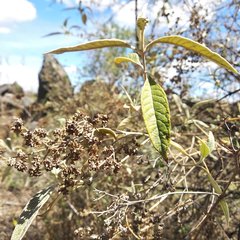 Buddleja parviflora