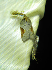 Acleris macdunnoughi