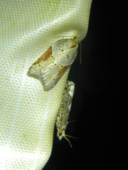 Acleris macdunnoughi