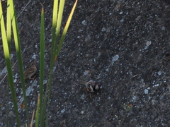 Passer domesticus
