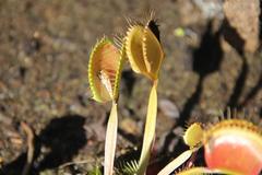 Dionaea