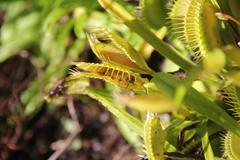 Dionaea