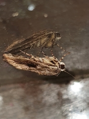Noctuidae