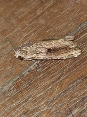 Noctuidae
