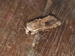 Noctuidae