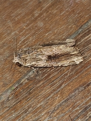 Noctuidae