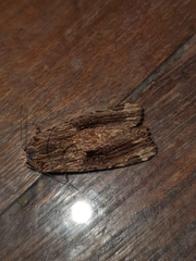 Noctuidae