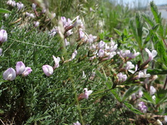 Astragalus corniculatus