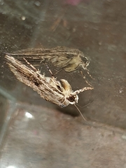 Noctuidae