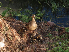 Anas platyrhynchos
