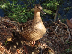 Anas platyrhynchos