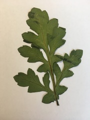 Papaver cambricum