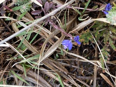 Polygala serpyllifolia