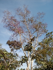 Bowdichia virgilioides