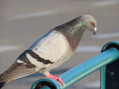 Columba livia domestica