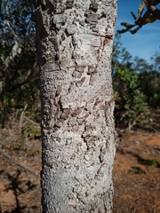 Bowdichia virgilioides