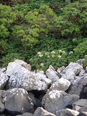 Anisotome latifolia