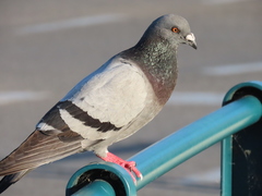Columba livia domestica