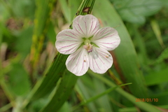 Geranium flanaganii