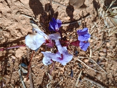 Bowdichia virgilioides