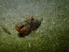 Maxillicosta scabriceps