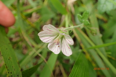 Geranium flanaganii