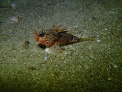 Maxillicosta scabriceps