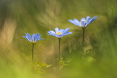 Anemonoides caucasica