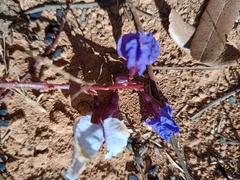 Bowdichia virgilioides