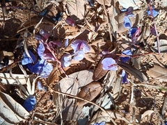 Bowdichia virgilioides