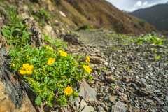Potentilla ruprechtii