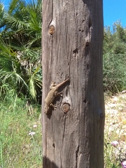 Tarentola mauritanica