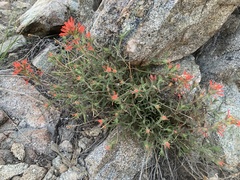 Castilleja montigena