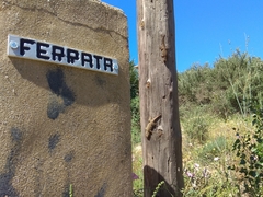 Tarentola mauritanica