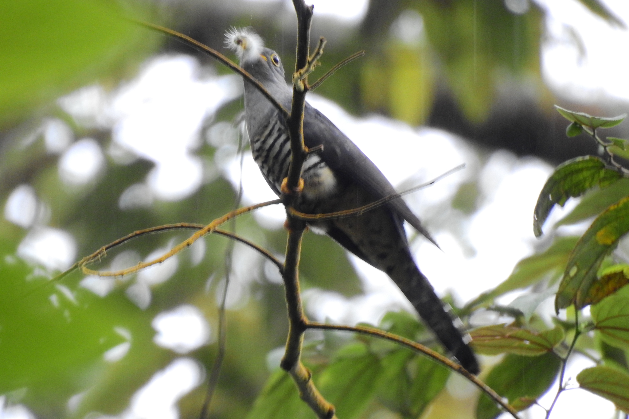 Sunda Cuckoo (Cuculus lepidus), photo 6